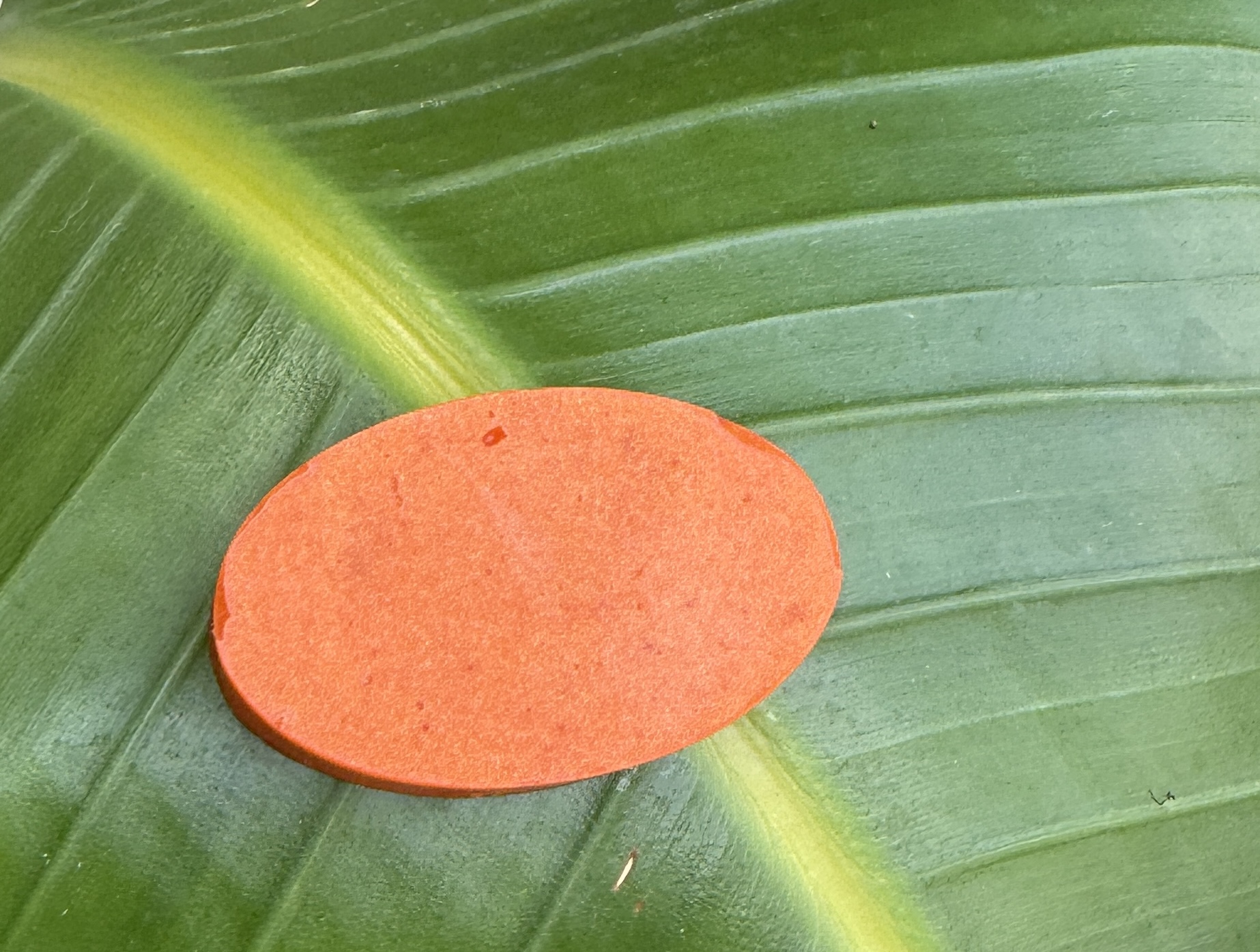 BaliBo Solid Conditioner Bar | Hydrating & Nourishing | Plastic-Free, Vegan & Eco-Friendly Hair Care - Image 5